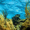 Picture taken during the dive