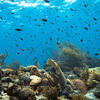 Picture taken during the dive