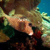 Picture taken during the dive