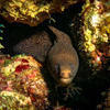 Picture taken during the dive