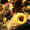 Picture taken during the dive