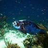 Picture taken during the dive