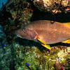 Picture taken during the dive