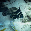 Picture taken during the dive