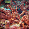 Picture taken during the dive