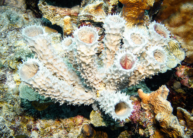 Dive Friends Bonaire - Dive Center