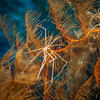 Picture taken during the dive