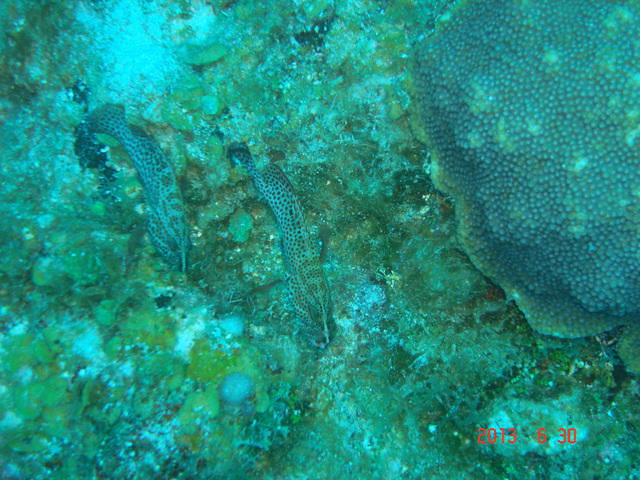 Barefoot Divers - Dive Center in Honduras