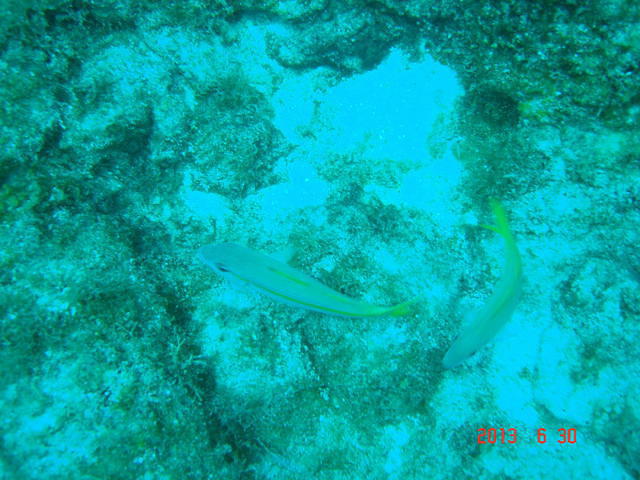 Barefoot Divers - Dive Center in Honduras