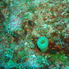 Picture taken during the dive