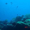 Picture taken during the dive