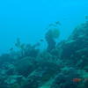 Picture taken during the dive