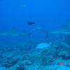 Picture taken during the dive
