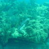 Picture taken during the dive