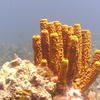 Picture taken during the dive