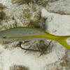 Picture taken during the dive
