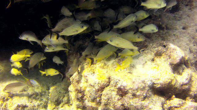 Captains Corner Dive Center - Dive Center in United States