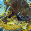 Picture taken during the dive