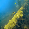 Picture taken during the dive