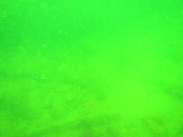 Nemo Plongée - Dive Center in France