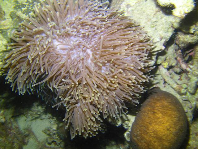 Bayu Dive Center - Dive Center in Malaysia