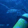 Picture taken during the dive