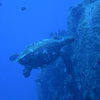 Picture taken during the dive