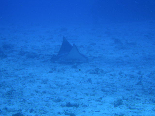 Azzurra Pro Dive - Dive Center