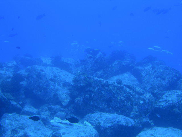 Whitetip Divers - Dive Center in 塞舌尔群岛