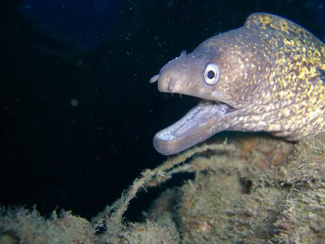 Marina Diving Center - Dive Center in Italy