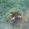 Picture taken during the dive