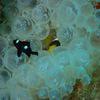 Picture taken during the dive