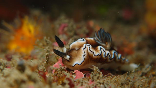 CT Diver - Dive Center in Taiwan