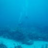 Picture taken during the dive