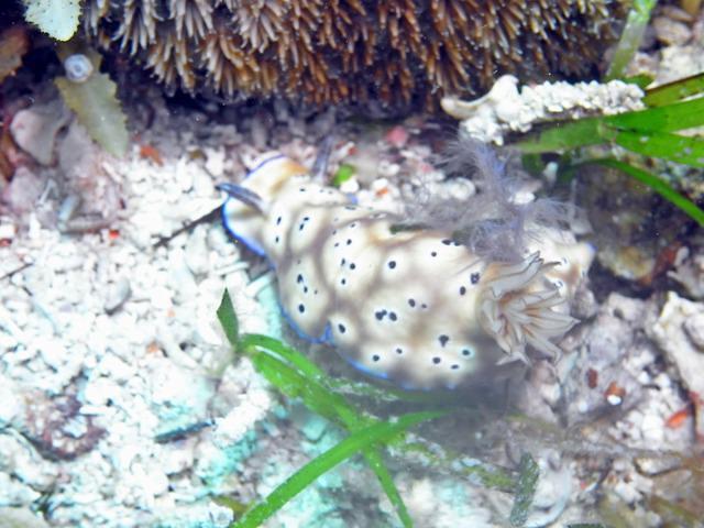 Sea Explorers Cabilao - Dive Center