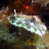 Picture taken during the dive