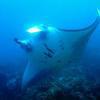 Picture taken during the dive