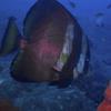Picture taken during the dive