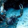 Picture taken during the dive