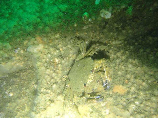 Haliotis Actividades Maritimo Turisticas - Dive Center in Portugal