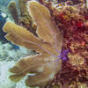Picture taken during the dive