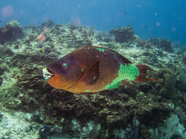 ScubaTony - Dive Center in Mexico