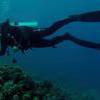 Picture taken during the dive