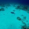 Picture taken during the dive