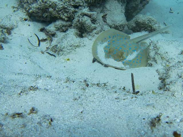Matemwe Beach Village, One Ocean, Ltd. - Dive Center in Tanzania
