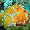 Picture taken during the dive