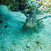 Picture taken during the dive