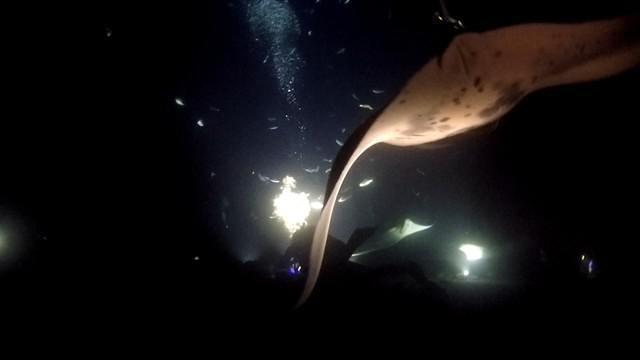 Big Island Divers - Dive Center in United States