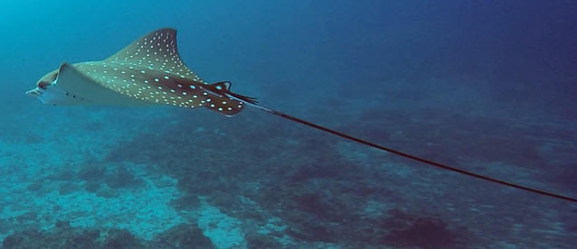 Diving in Philippines, Malapascua - By Roald Van Der Tempel
