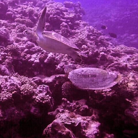 TOPDIVE-Bathys Moorea - Dive Center in French Polynesia